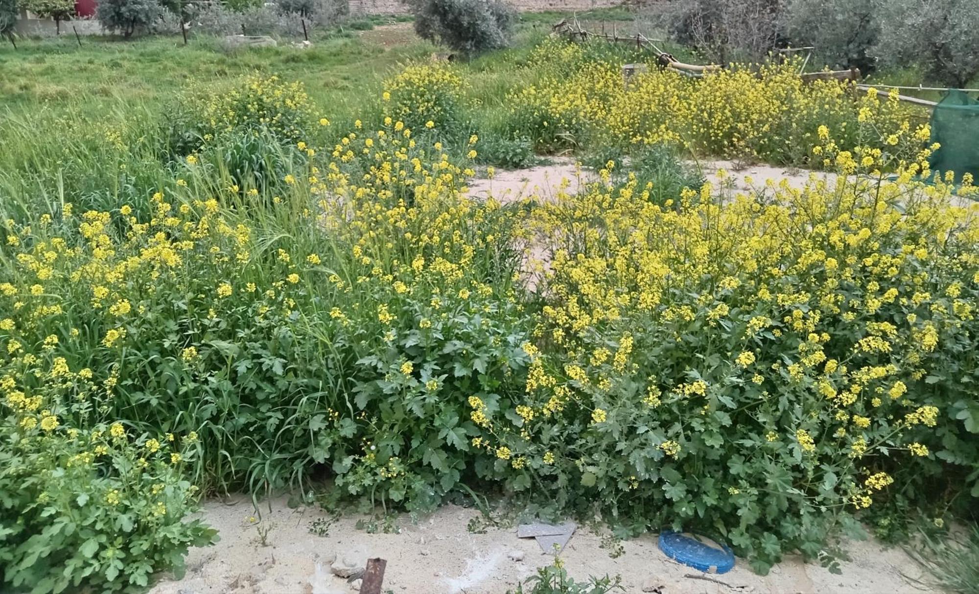 Emile Altwal Madaba Hotel ภายนอก รูปภาพ